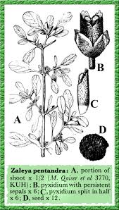 Image result for Zaleya