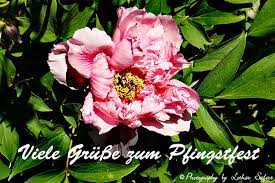 Maybe you would like to learn more about one of these? Grusskarte Zu Pfingsten Eine Duftende Pfingstrose In Rosa Senden Sie Grusse Zu Pfingsten