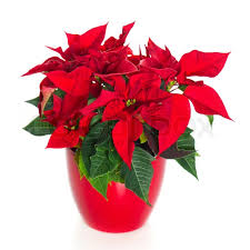 Deer antlers seem to be everywhere. Beautiful Poinsettia Red Christmas Stock Image Colourbox
