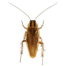 Failure to practice good housekeeping is the primary reason for outbreaks of german roaches. German Cockroaches Interstate Pest Management Expert Pest Control Serving Portland Or And Vancouver Wa