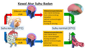Tindakan dan juga sikap disiplin itu merupakan salah satu bagian fungsi operasional manajemen sumber daya manusia (msdm) yang cukup penting. Kawal Atur Suhu Badan