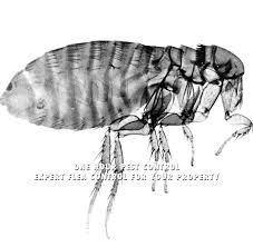 Commercial pest control, nyc, manhattan, brooklyn, queens, and long island (nassau county). Pest Control Exterminators In New York City Brooklyn And Queens 24 Hour Pest Control In New York City Can Help Rid Your Home Of Bed Bugs Roaches Ants And More Call