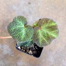 Image result for Begonia fusialata