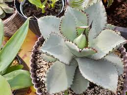 Image result for Thesium pygmaeum