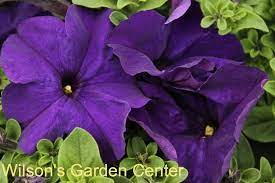 Petunia Dreams Midnight Violet Toned Blue Flowers Free Flowering Plants Are Excellent For Pots Or Hanging Bas Petunia Plant Purple Garden Planting Flowers