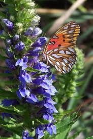 Image result for Lobelia stuhlmannii