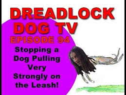Episode 94 Stopping A Dog Pulling Very Strongly On The Leash Youtube In 2020 Leashes Dreadlock Dog Dogs