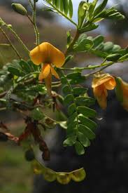 Image result for Aeschynomene nodulosa