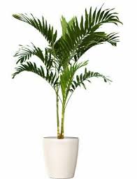 Sleek Adonidia Palm Tree Christmas Plants Indoor Palm Trees Palm Tree Plant