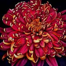 Flowers In Japan Symbolize Chrysanthemum Flower Seeds Birth Month Flowers Chrysanthemum Flower Pictures