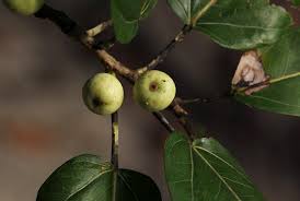 Image result for Ficus ingens