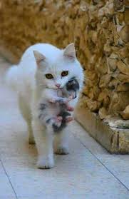 Anne Kedi Yavrusunu Unuturmu