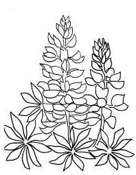 Our free coloring pages for adults and kids, range from star wars to mickey mouse. 28 Best Ideas For Coloring Bluebonnet Coloring Picture
