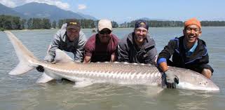 Find the perfect sturgeon fish image. Sturgeon Fishing British Columbia Bc Canada Best Deals