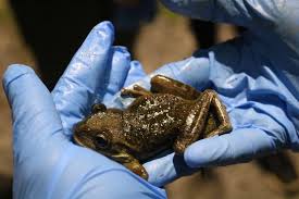 Check spelling or type a new query. Dominica Frog Catching Ud Abroad Blog