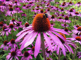 Vivid and vigorous, this attractive coneflower is really worthy of interest with its long lasting blooms and its tolerance of almost everything. Coneflowers 7 Best Echinacea Varieties Old Farmer S Almanac