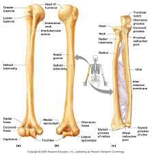 Appendicular Skeleton Anatomy Bones Anatomy Human Anatomy And Physiology