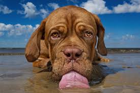 Image result for Recreation Pets Dogs Names