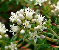 Image result for Crassula morrumbalensis
