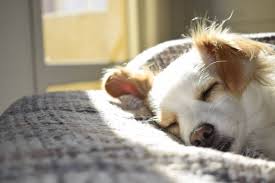 Hund Erbricht Gelb Ursachen Und Tipps Hundekumpel