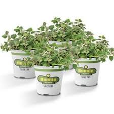 Bonnie plants is a leading provider of plants for your vegetable garden or herb garden. Bonnie Plants 19 3 Oz In Pot Oregano Plant Lowes Com Oregano Plant Planting Herbs Garden Sage