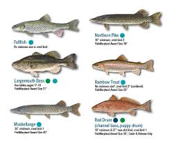 Fish Identification Maryland Fishing Regulations 2019