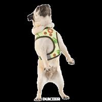 De más bajo a más alto. Dog Mola Gif By Dukier Find Share On Giphy