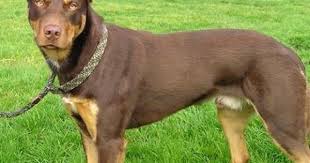 Australian Kelpie Dog Animals A Z Animals Animal Facts Information Pictures Videos Resources And Links Animals Working Dogs Australian Kelpie Dog