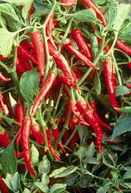 Pepper Plants Stuffed Peppers Hot Peppers Plants Chilli Plant