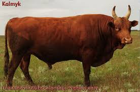 Kalmyk Camulca Ganado Bovino Ganado Vacuno Animal Domestico