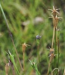 Image result for Wahlenbergia wittei