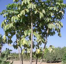 Image result for Heptapleurum actinophyllum