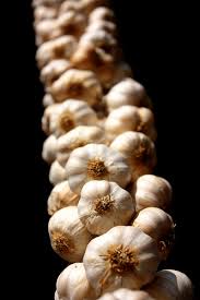 When to harvest the garlic? Garlic Bane Of Raccoons And Vamps Everywhere Scene I