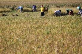 Ini Pendapat Agus Pakpahan Tentang Perkembangan Bioteknologi Pertanian Di Indonesia