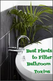 Best Houseplants To Filter Toxins In Your Bathroom Bathroom Plants Cool Plants Natural Home Decor