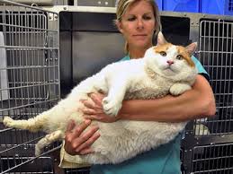 Please follow our facebook and petfinder pages for more information on our adoptable cats, events and more. Meow The Famous Obese Cat Dies Of Pulmonary Failure