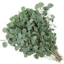 Silver Dollar Eucalyptus Is An Aromatic Filler With A Long Vase Life Its Larg Flower Centerpieces Wedding Silver Dollar Eucalyptus Wedding Floral Centerpieces