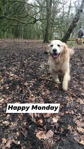 Check spelling or type a new query. Wagging Tails Home Facebook