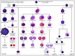 What Is The Lifespan Of White Blood Cells Quora