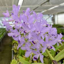 Image result for Pycnostachys coerulea