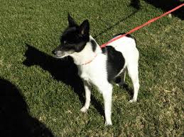 Black And White Rat Terrier Chihuahua Mix My Name Is Mia And I Am A Black And White Rat Terrier Chihuahua Mix Breed Girl I Absolutely Adore Being Loved I W Chihuahua Mix Spca Animal Shelter Chihuahua
