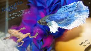 It can measure up to 2 inches in length and can live however, many people get them without knowing which fish are compatible with the betta fish. Great Betta Fish Tank Mates Lovetoknow