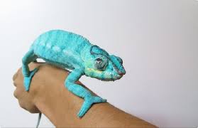 Chamaeleonidae) وتسمى في بعض اللهجات أم البويه حيوان بيوض من الزواحف، تتواجد في كل أنحاء العالم تقريبا، وتعيش في الشقوق. ØªÙ†Ø§ÙØ³ Ø§Ù„Ù‚Ø·Ø· ÙˆØ§Ù„ÙƒÙ„Ø§Ø¨ Ø§Ù„Ø­Ø±Ø¨Ø§Ø¡ Ø£Ø­Ø¯Ø« ØªÙ‚Ø§Ù„ÙŠØ¹ Ù‡Ø¯Ø§ÙŠØ§ Ø§Ù„Ø¨Ù†Ø§Øª ÙÙŠ Ù…ØµØ± Ø¨ÙˆØ§Ø¨Ø© Ø§Ù„Ø£Ù‡Ø±Ø§Ù…