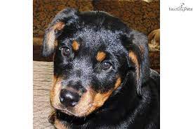 German rottweiler puppies for sale in oregon or from dkv rottweilers. I Am A Cute Rottweiler Puppy Looking For A Home On Nextdaypets Com Rottweiler For Sale Rottweiler Puppies Rottweiler