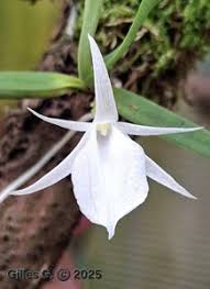 Image result for Angraecum sacciferum