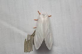 Image result for Vernonia centaureoides