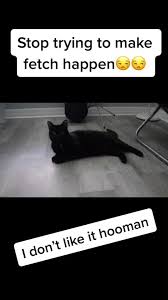 Stop trying to make fetch happen. Stop Trying To Make Fetch Happen Created By Sophie Popular Songs On Tiktok