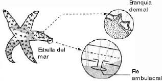 Maybe you would like to learn more about one of these? Respiracion Vegetal Y Aparato Respiratorio Animal Monografias Com