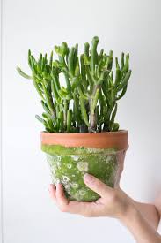 The Zen Succulent Plant Shop In Durham Nc Terrarium Plants Planting Succulents House Plants Decor