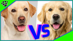 Decorative portrait of dog labrador retriever, vector isolated illustration in black color on white background. Golden Retriever Vs Labrador Retriever Which Is Better Dog Vs Dog Youtube